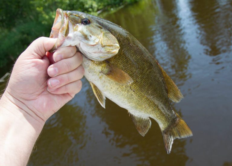 Best Smallmouth Bass Lures 11 Bass for Success