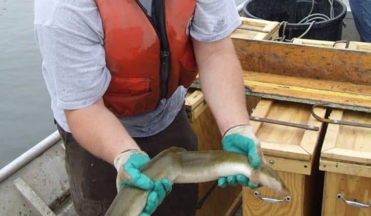 When Does American Eels Spawn In Depth Research
