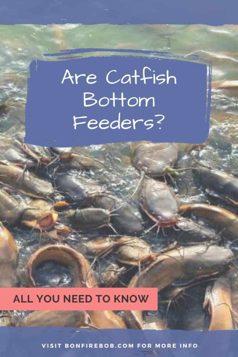 Are Catfish Bottom Feeders? All You Need to Know BonfireBob