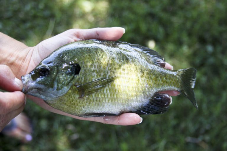 Fly Fishing for Bluegill Where, When & How to Catch Them