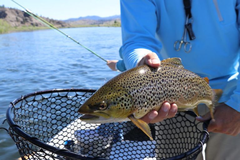 The 11 Best Brown Trout Flies (When & How to Fish)