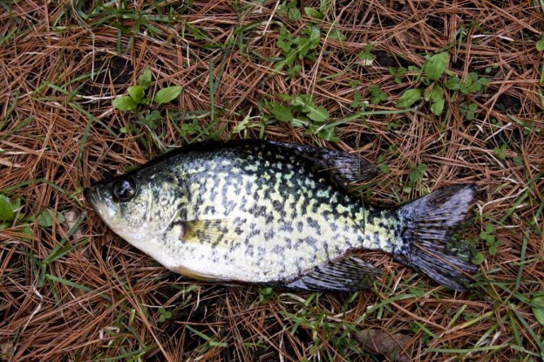 What Do Crappie Eat Favorite Foods in Their Diet & Baits