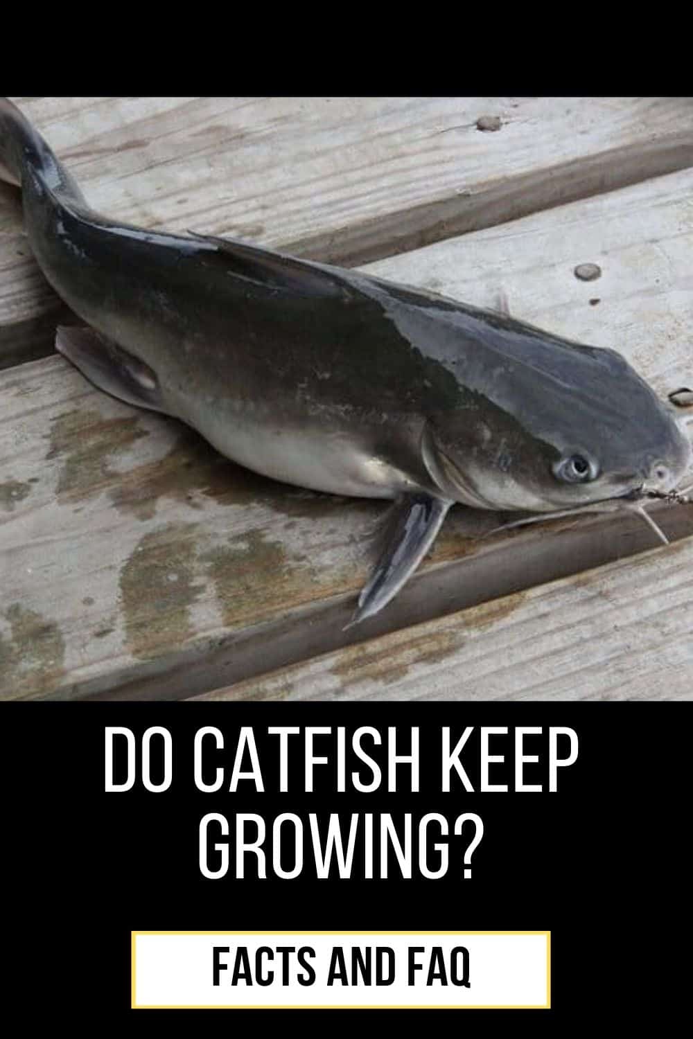Do Catfish Keep Growing? Interesting Facts And FAQ’s