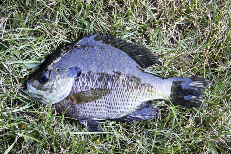 The Best Time of Day to Catch Bluegill (Tactics & Tips)