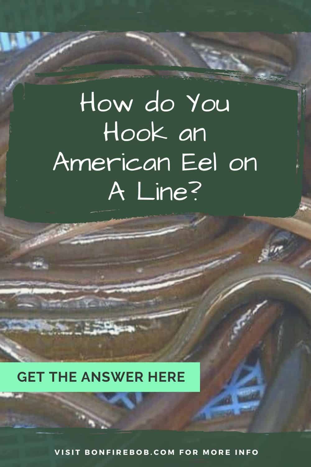 How do You Hook an American Eel on A Line? Here’s How to do it