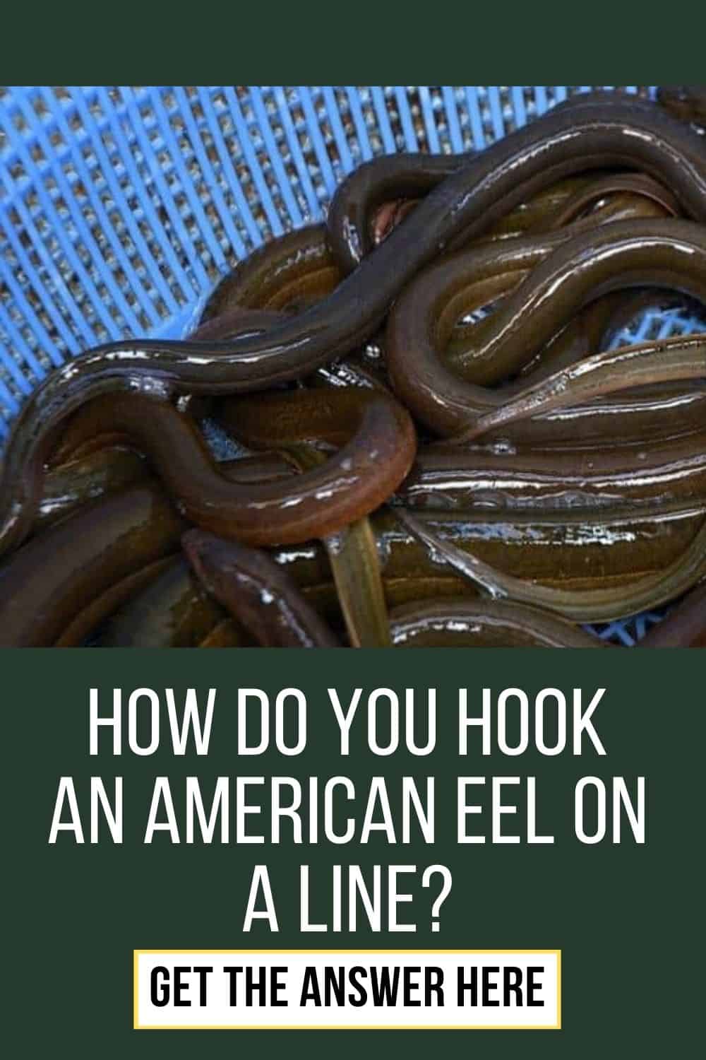 How do You Hook an American Eel on A Line? Here’s How to do it