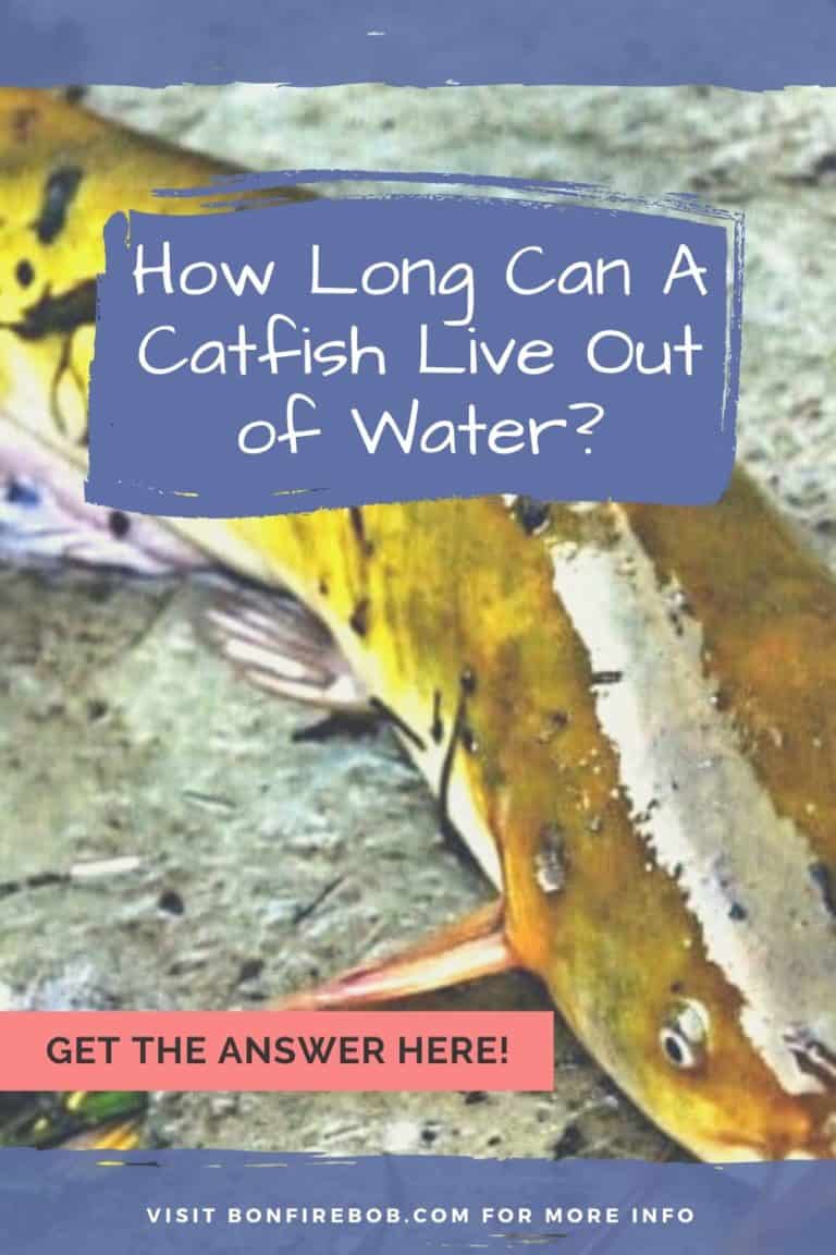 How Long Can A Catfish Live Out of Water? BonfireBob