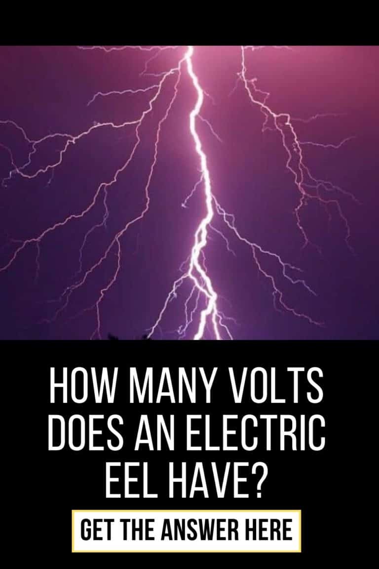 How Many Volts Does an Electric Eel Have? BonfireBob