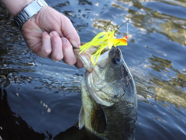The Best Largemouth Bass Fishing Lures Guide)