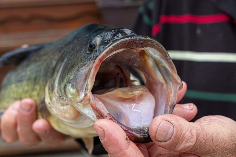 What Largemouth Bass Eat by the Season (Best Baits & Lures)