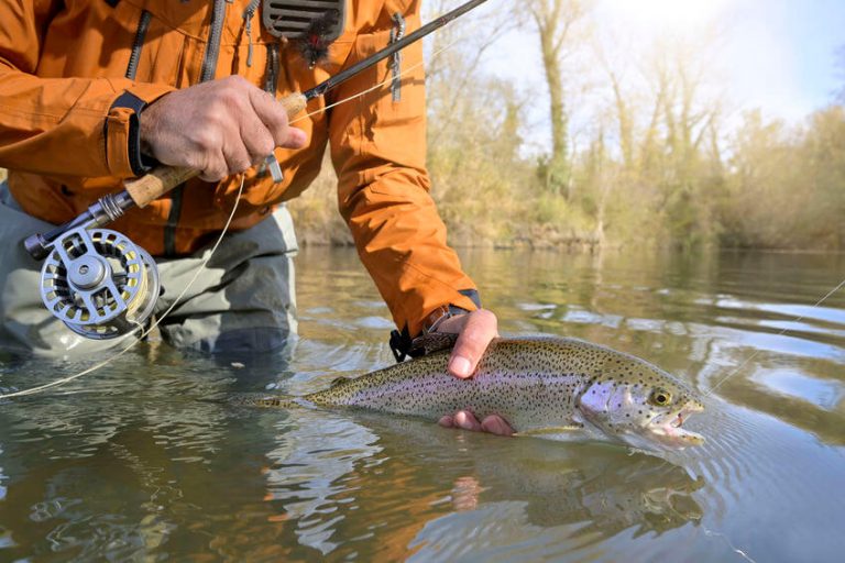 Best Rainbow Trout Flies for All Seasons Match the Hatch