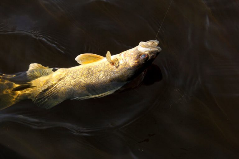 What Do Walleye Eat Favorite Foods in Their Diet & Best Baits